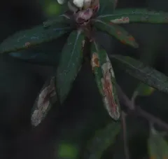 Labrador Tea Leaf Miner thumbnail 3