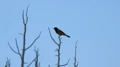 Scott's Oriole thumbnail 3