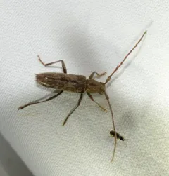 Spined Oak Borer thumbnail 3