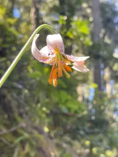 Kellogg's lily thumbnail 3