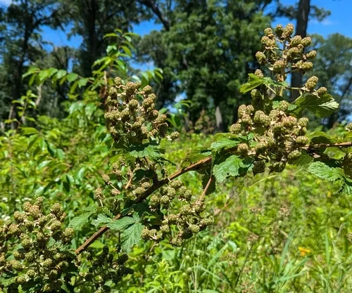 rose blackberry