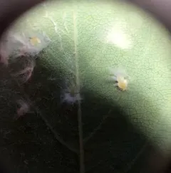 Trioza obtusa thumbnail 4