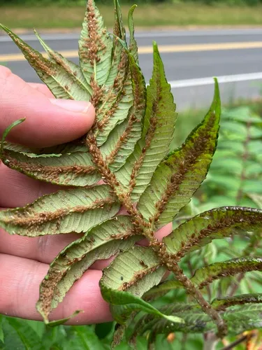 Sumac-Grass Aphid
