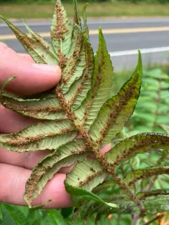 Sumac-Grass Aphid thumbnail 1