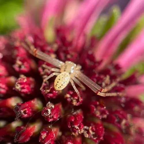 Swift Crab Spider