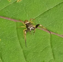 Hammer-jawed Jumping Spider thumbnail 3