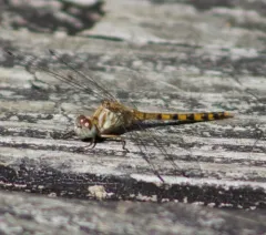 Blue-faced Meadowhawk thumbnail 4