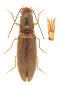 Prickly Click Beetle thumbnail 4