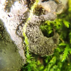 peppered pelt lichen thumbnail 4