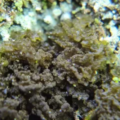 Stretched Jellyskin thumbnail 3