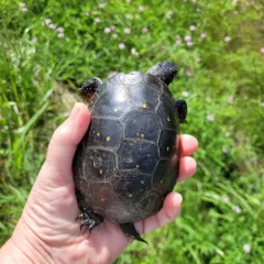 Spotted Turtle thumbnail 4