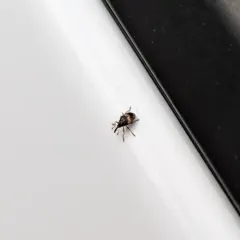 Flower Bud Weevil thumbnail 3