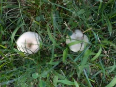 Melanoleuca griseobrunnea thumbnail 4