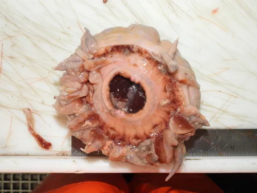 Deeplet Anemone