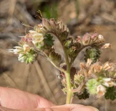 virgate scorpionweed thumbnail 2