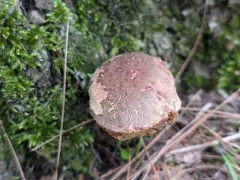 Xerocomellus truncatus thumbnail 2