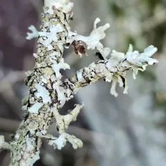 Powdered Loop Lichen thumbnail 4