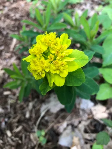 Cushion Spurge