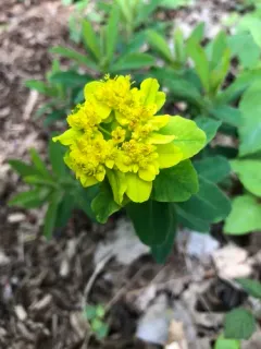 Cushion Spurge thumbnail 1