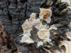Porotheleum fimbriatum thumbnail 3