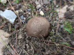 Michigan Earthball thumbnail 2