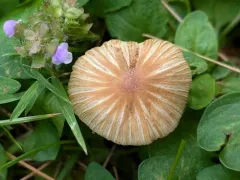 Pseudosperma friabile thumbnail 2