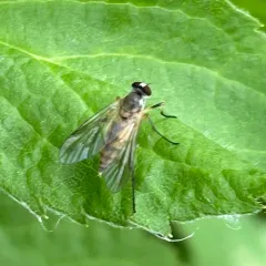 Small Fleck-winged Snipefly thumbnail 4