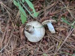 Camembert Brittlegill thumbnail 3