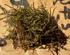 Comb Notchwort thumbnail 2