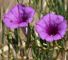 Bush Morning-glory thumbnail 3