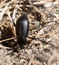Eleodes carbonaria thumbnail 4