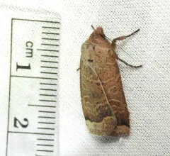 Blueberry Budworm Moth thumbnail 2