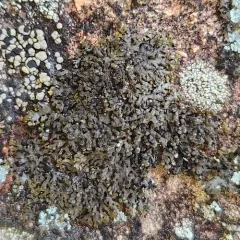 Powdered Camouflage Lichen thumbnail 3
