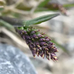 Alpine Bluegrass thumbnail 4