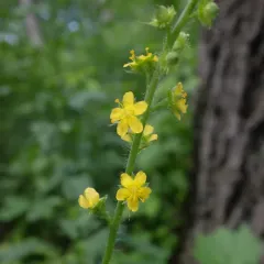 tall hairy agrimony thumbnail 4