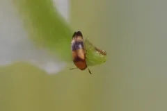 Three-banded False Flower Beetle thumbnail 4
