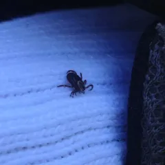 American Dog Tick thumbnail 2