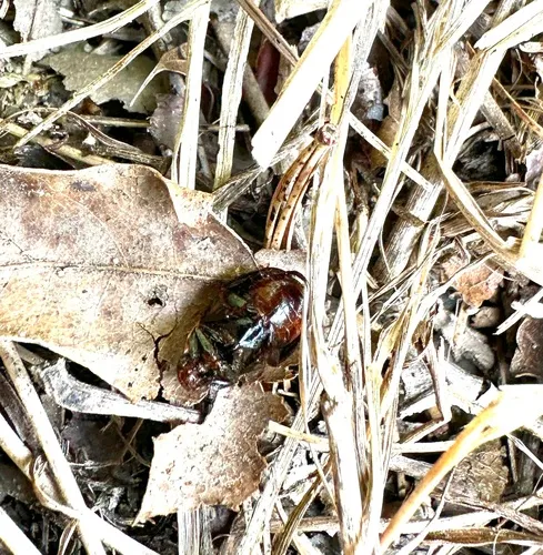 Margined Shining Leaf Chafer