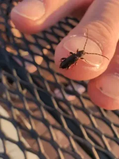 Phymatodes grandis thumbnail 3