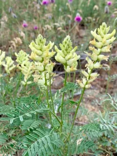 Tweedy's Milkvetch thumbnail 2