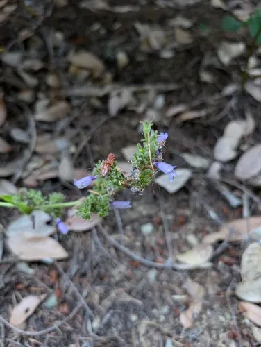Rattan's Beardtongue