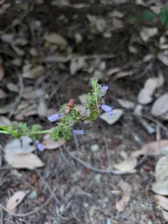 Rattan's Beardtongue thumbnail 1