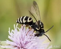 Sunflower Cuckoo Nomad Bee thumbnail 2