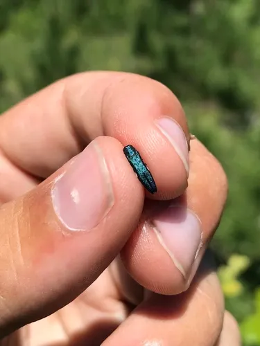 Blue Spotworm Borer