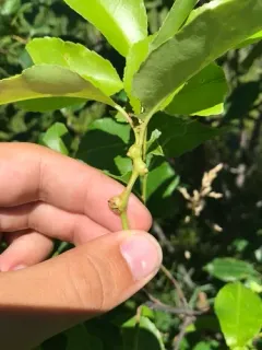 Contarinia racemi thumbnail 1