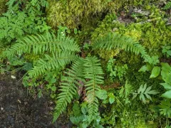Anderson's holly fern thumbnail 3