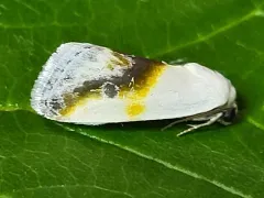 Prairie Bird-dropping Moth thumbnail 2