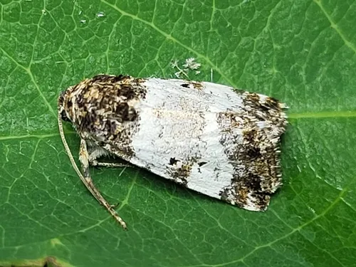 Pseudacontia crustaria