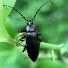 Comb-clawed Beetle thumbnail 3