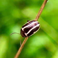 Bidentate Leaf Beetle thumbnail 3